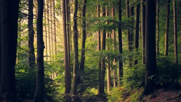 Descoperire teribilă într-o pădure din Republica Moldova! Un copil a fost găsit mort. Fusese bătut și legat de un copac