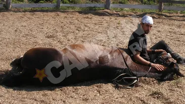 Denis Stefan va juca in Narcisa Salbatica!