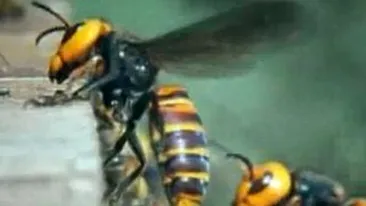 Un barbat de 45 de ani a murit dupa ce a suferit un soc anafilactic in urma unei intepaturi de albina!