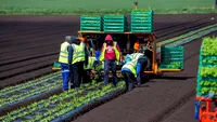 Ce lovitură pentru englezi, chiar la ei acasă! Trebuie să vorbească limba română dacă vor să…