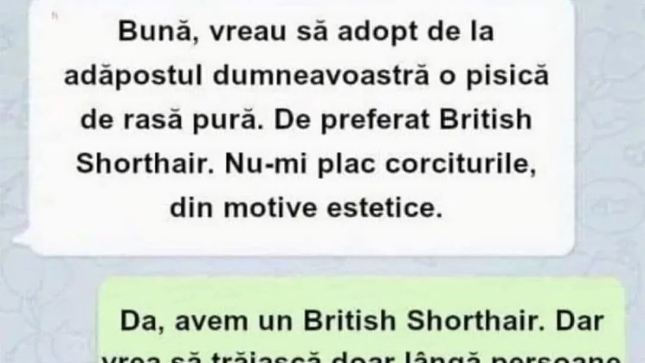 BANCUL ZILEI | Vreau să adopt o pisică de rasă pură