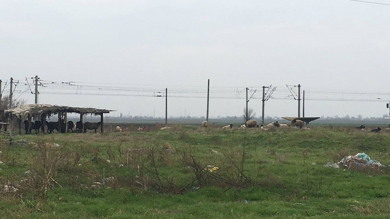FOTO. Nu e banc! Scutul antirachetă de la Deveselu, pus în pericol de... oile unui fermier din Caracal. Animalele ar activa senzorii de la baza militară