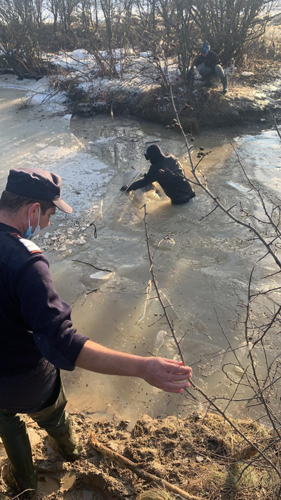 Incident tragic! Peste 100 de oi au fost găsite înghețate pe cursul unei ape! Ciobanul este dat dispărut