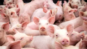România, lovită de două epidemii. Pesta porcină africană s-a extins în numai 40 de zile