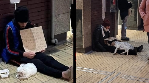 Cum sunt exploatați câinii în București tot mai des și Poliția Română nu face nimic: „Conform legii, el abuzează animale”