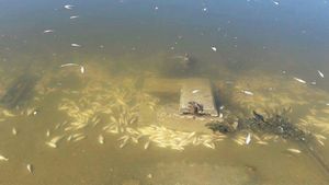 Imagini apocaliptice pe Lacul Morii din Capitală. Sute de peşti morţi pe fundul apei şi păsări moarte pe mal
