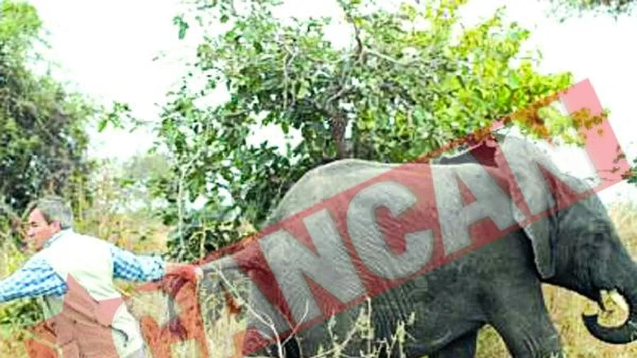 Elefanti mutati cu macaraua