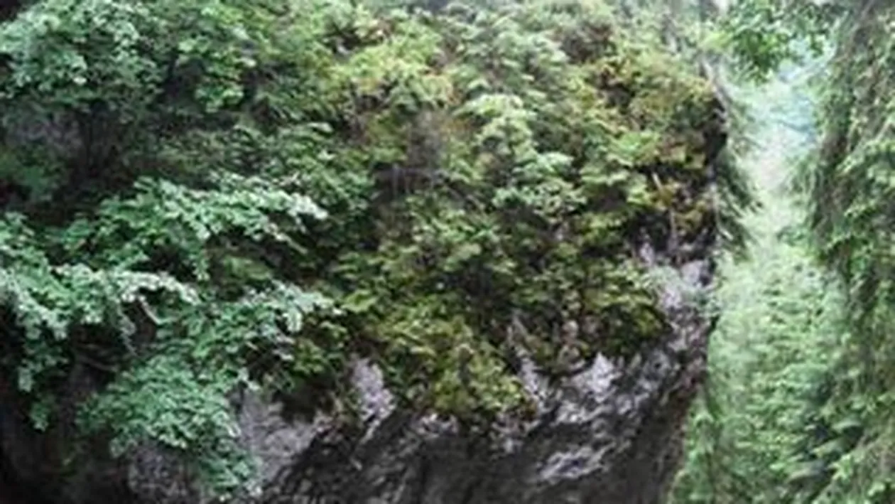 O stanca a cazut pe un drum din Bacau si a blocat traficul mai multe ore. Din fericire, nu au existat victime