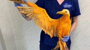 Au găsit această pasăre portocalie pe marginea drumului și au dus-o la veterinar. Acolo, surpriză: Ce era pasărea "exotică", de fapt