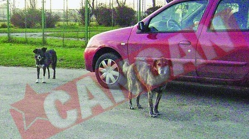 Pitestenii iubesc "cainii" vagabonzi