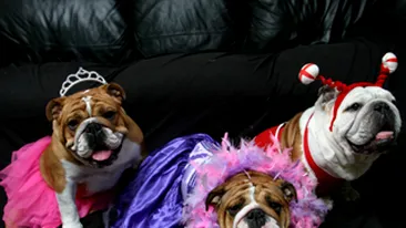 Au cheltuit 17.000 de euro pe mofturile cainilor lor