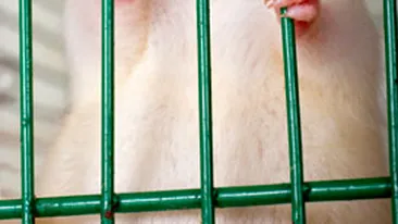 VIDEO Romanii au devenit cobaii Europei?