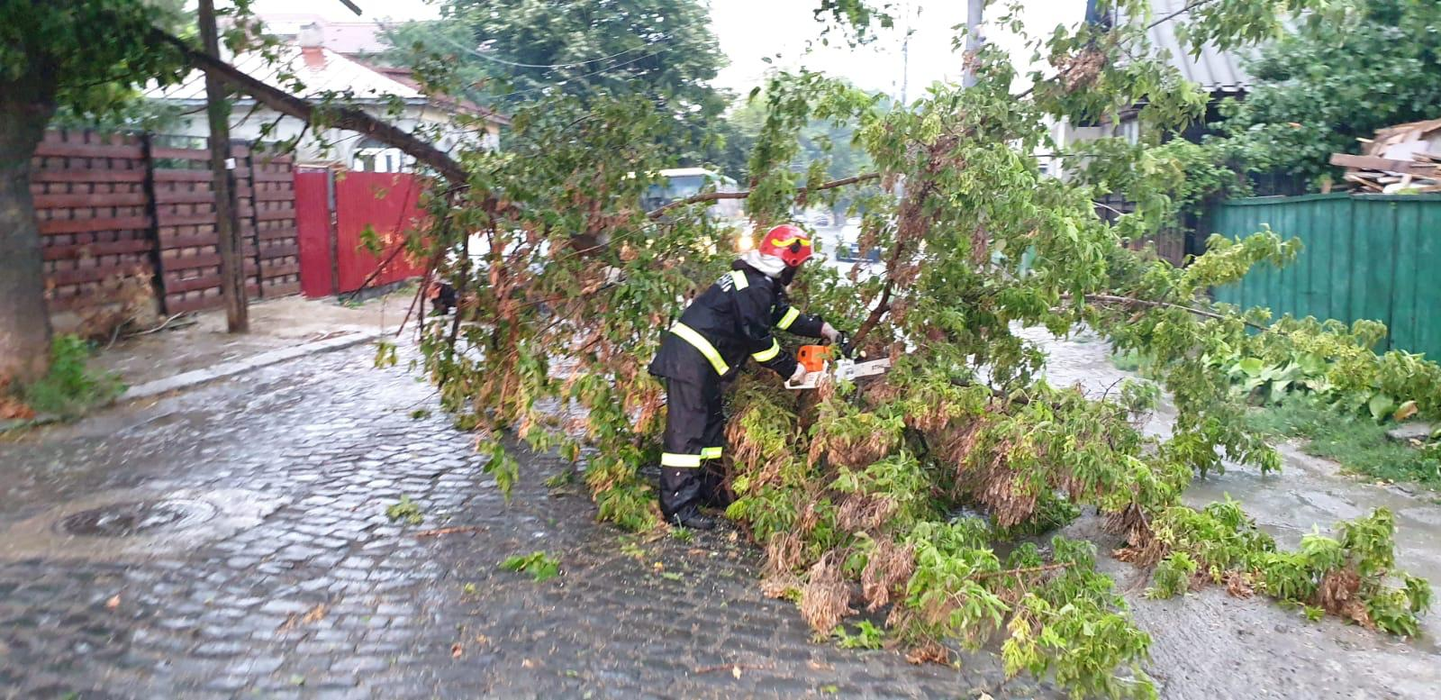 Furtună puternică în Tulcea. Pomii au căzut peste mai multe mașini staționate. FOTO