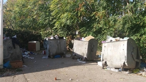 Este invazie de șobolani într-un cartier din Craiova. Directorul unui liceu a adus un câine să prindă rozătoarele