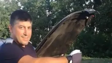 Intervenţie inedită în Mehedinţi! Jandarmii au scos din maşina unui poliţist o viperă