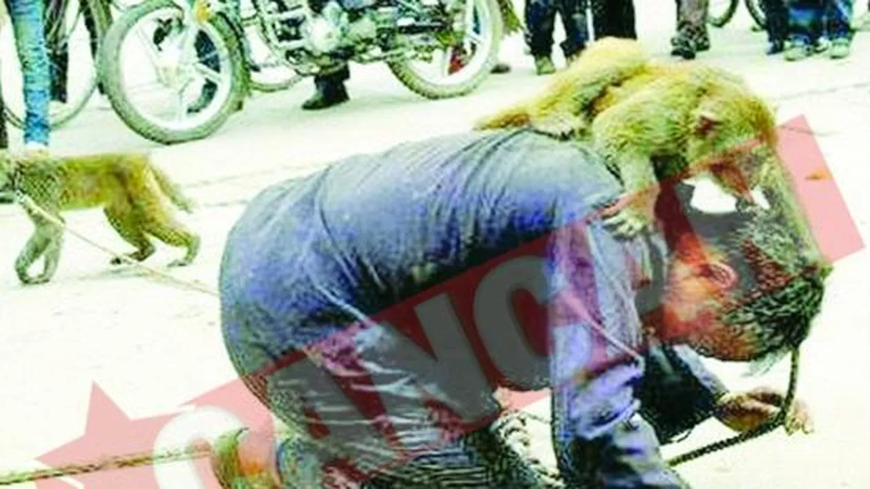 Si-au batut dresorul