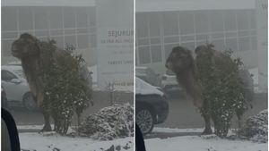 Imaginile virale ale zilei | Cămila din Cluj-Napoca, la un „popas”. A stârnit un val de reacții: „Explică asta băieților de la asigurări, în caz de ceva”