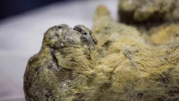 Doi pui de leu din epoca preistorica, descoperiţi în Siberia!
