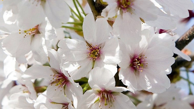 Cum va fi vremea de Florii! Ce temperaturi ii asteapta pe romanii din toata tara