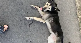 Galerie foto - poza 2