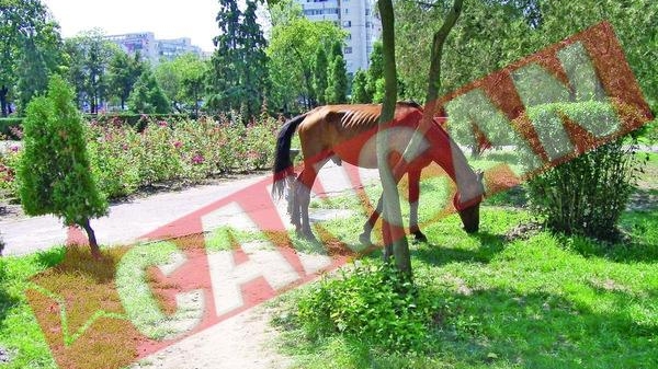 Licitatie pentru caii vagabonzi din Iasi