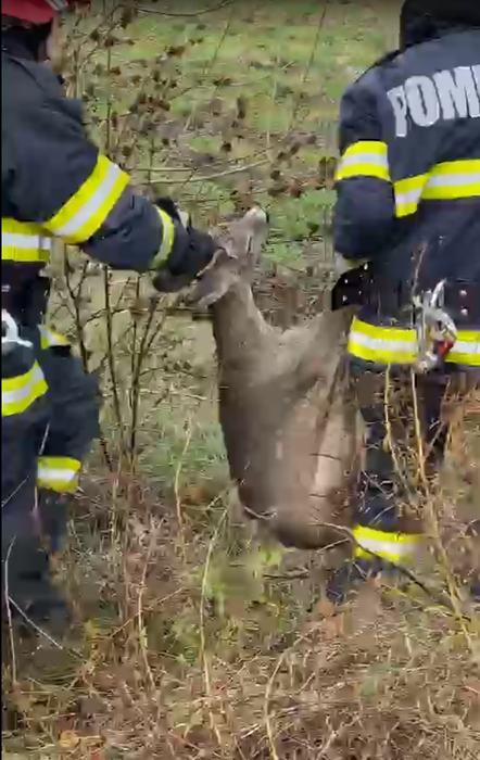 Operațiune de salvare emoționantă! Pompierii din Arad au scos o căprioară care era captivă într-un canal