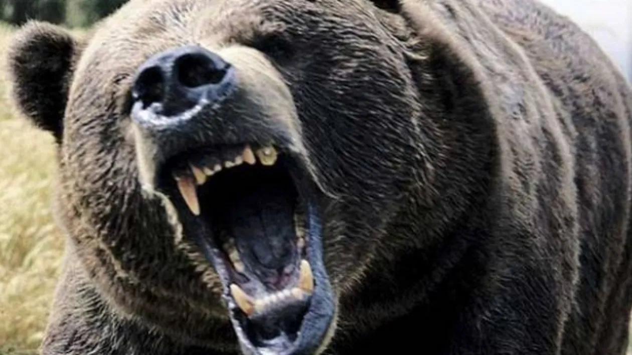 Bărbat din Vrancea, găsit mort pe un deal, existând suspiciunea că a fost ucis de un urs