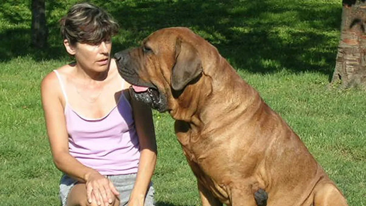 Cea mai puternica rasa de caini din lume! Fa cunostinta cu TITANUL JAPONEZ care poate pune la pamant un urs!