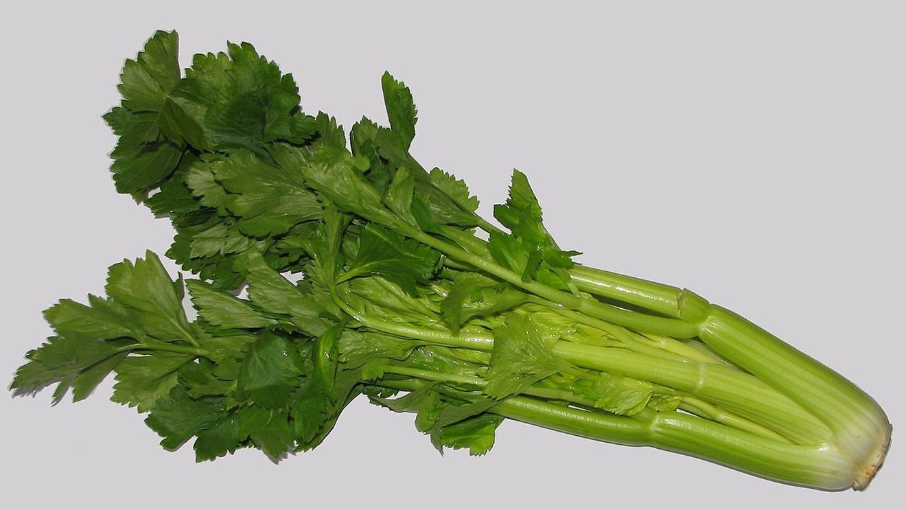 Proprietăţile ţelinei. Leguma plină de vitamine, minerale, electroliţi şi enzime benefice