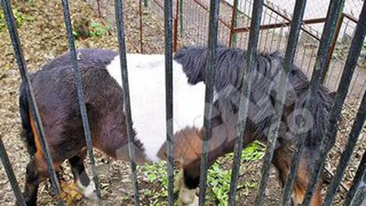 Patrupedul a intrat in dizgratia Primariei Targu Jiu. Poneiul Nelutu, scos la vanzare ca musca
