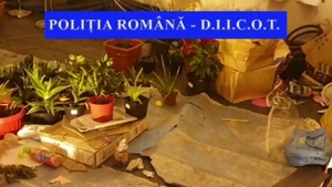 Un bărbat din Iași a fost prins cu o cultură de cannabis, crescută într-o seră din curtea casei