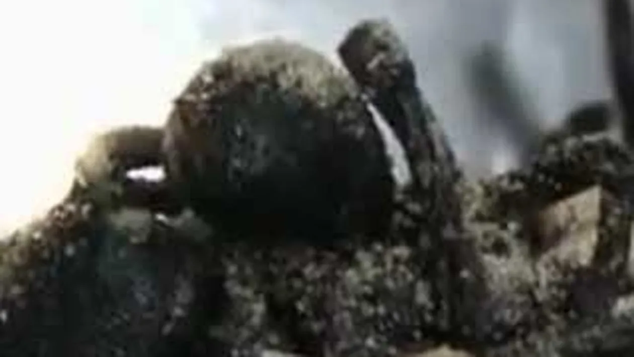 VIDEO INFIORATOR! Uite-i pe dementii astia cum pregatesc tarantulele de zici ca fac prajituri! Ei sunt dusmanii poftei tale de mancare