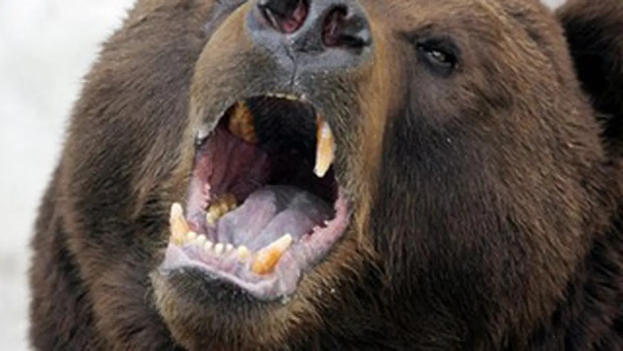 Ursul loveste din nou! A intrat intr-o gospodarie din Moroieni si a luat un vitel