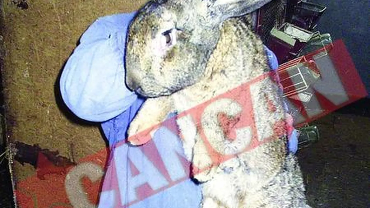 Tanase, iepurele elefant