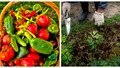 Cum trebuie să cultivi, de fapt, legumele în grădină ca să ai o recoltă bogată și să culegi zeci de kilograme. Ce se pune după salată, ceapă verde sau ridichile de primăvară și combinațiile pe care să nu le faci niciodată. O să uzi non stop, dar nu vei culege nimic