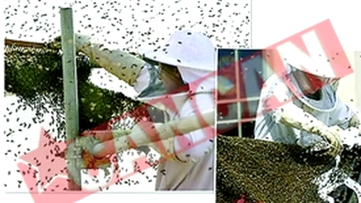 Oras atacat de albine