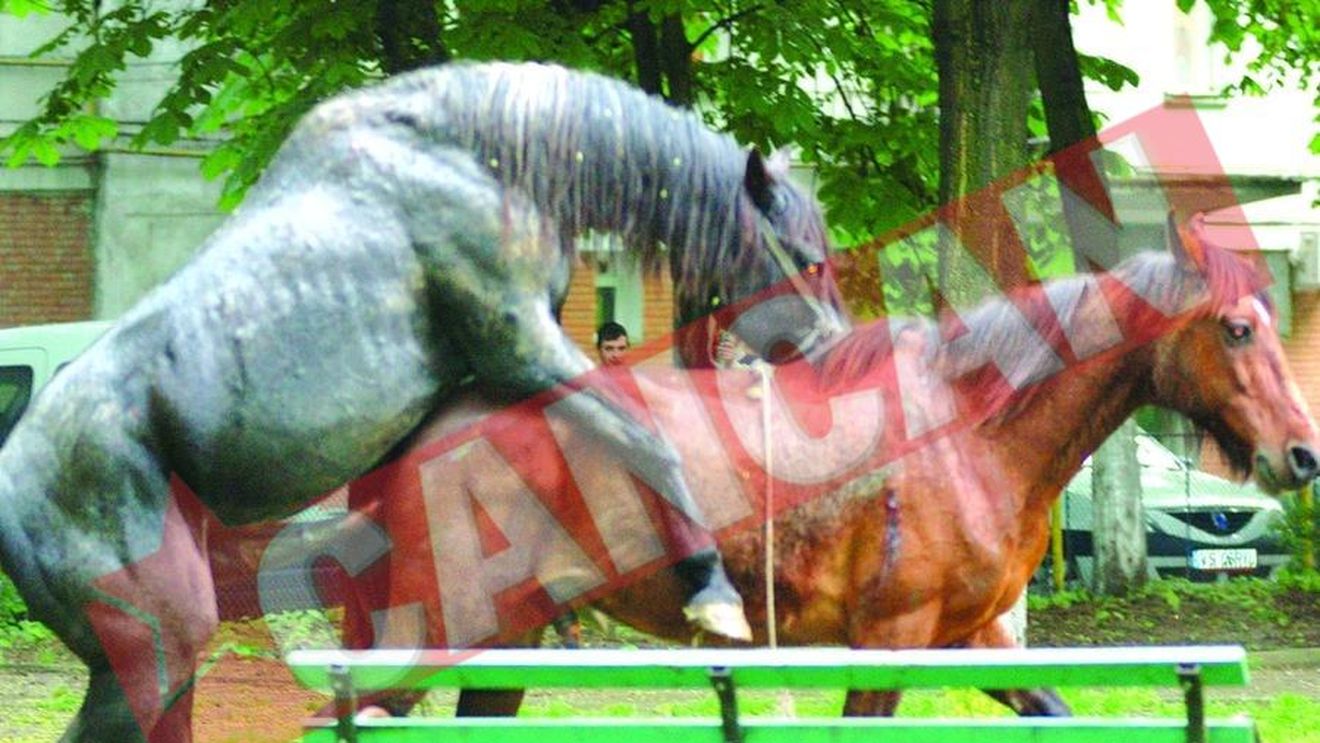 Armasari homosexuali In parcul din Vaslui