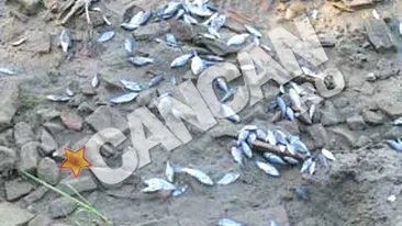 Mii de pesti morti pe Dunare in Mehedinti