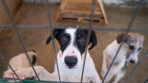 (P) Fiți parte din schimbare: cum putem ajuta animalele fără adăpost de Ziua Mondială a Animalelor?