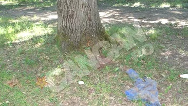 Craniu si cutie toracica de om, gasite intr-o padure