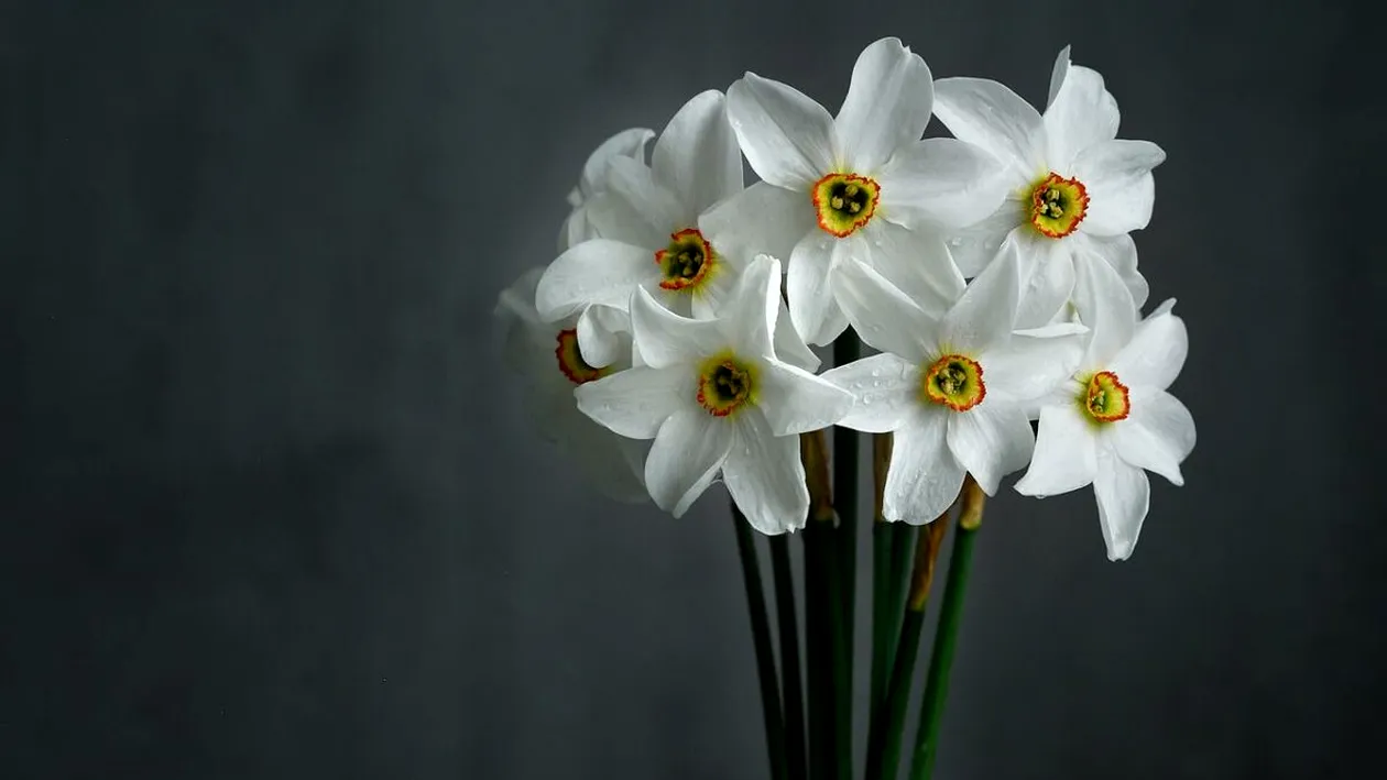 Ce se întâmplă dacă pui o aspirină mărunțită în vaza cu flori. Trucul pe care nu îl știai până acum