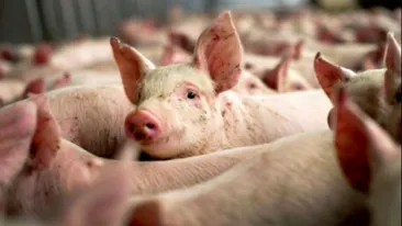 Argeş: Trei noi focare de pestă porcină africană, confirmate la un mistreţ şi la porci din gospodărie