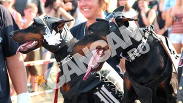 Dobermanii Jim si Beam s-au casatorit! Prima nunta canina din Romania a avut loc la Satu Mare