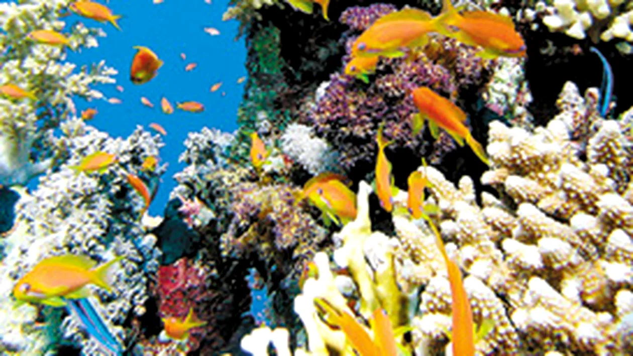 Marea acida distruge coralii