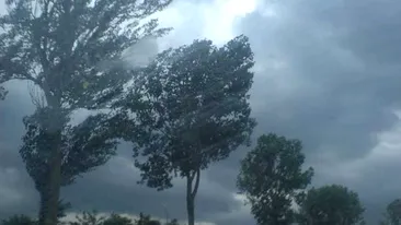Furtună violentă la Timişoara. Vântul a smuls copaci şi a dărâmat panouri publicitare. Cinci oameni au murit!