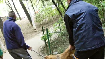 S-a aprobat eutanasierea! Cainii fara stapani vor fi vanati si omorati! Este o solutie buna pentru aceasta problema? Da-ti cu parerea!