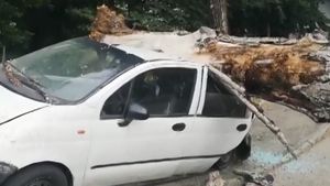 Trei dintr-o lovitură! Un copac imens s-a prăbuşit în această dimineaţă într-o parcare din Argeş peste trei maşini staţionate în zonă. VIDEO