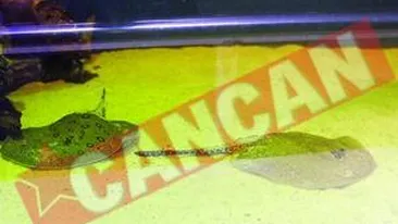 Acvarii cu pisici de apa dulce Si raci albastri, la Zoo Baneasa