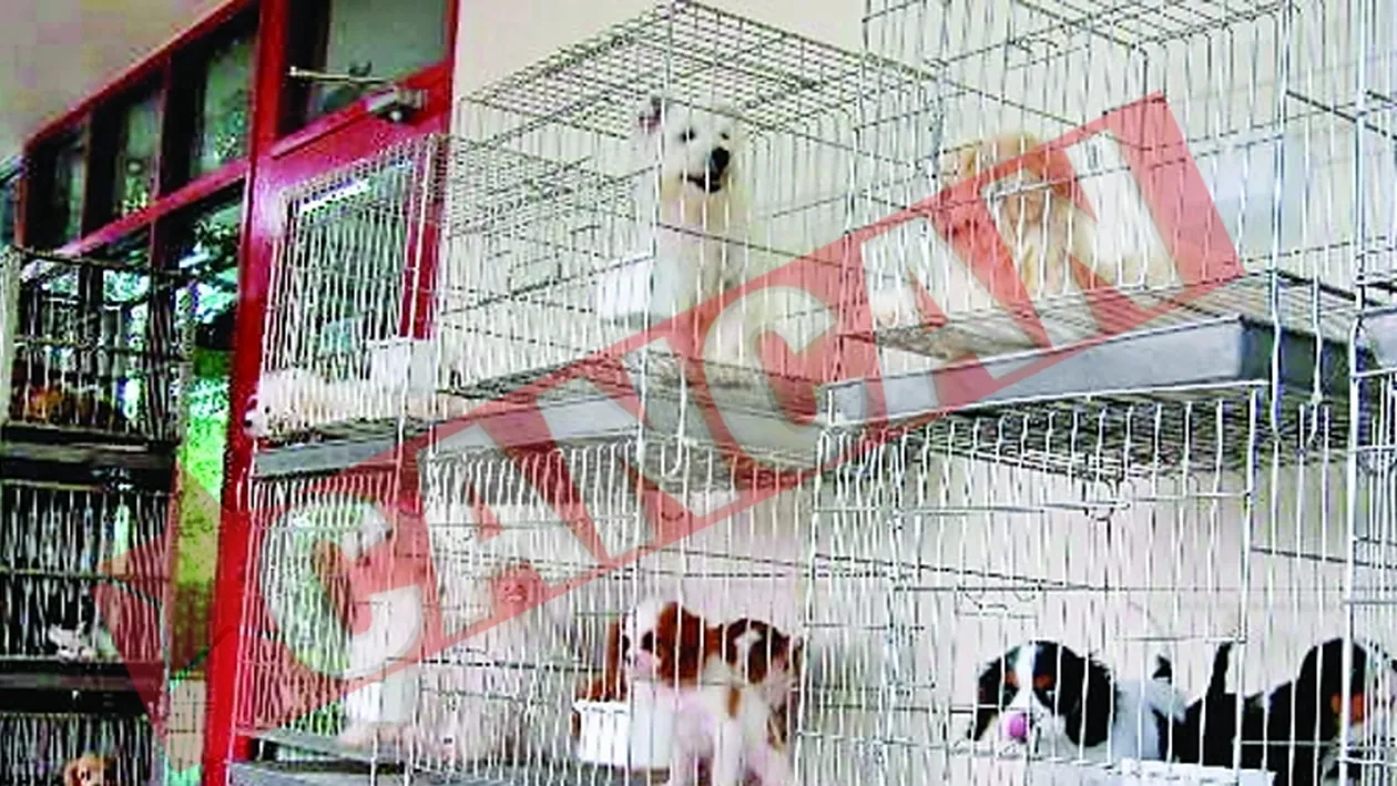 Catei stricati, de vanzare la supermarket