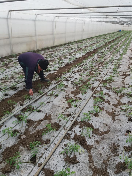 Fermierii din Izbiceni au plantat răsadurile pentru roșiile de aprilie